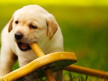 puppy chewing on wood furniture