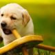 puppy chewing on wood furniture
