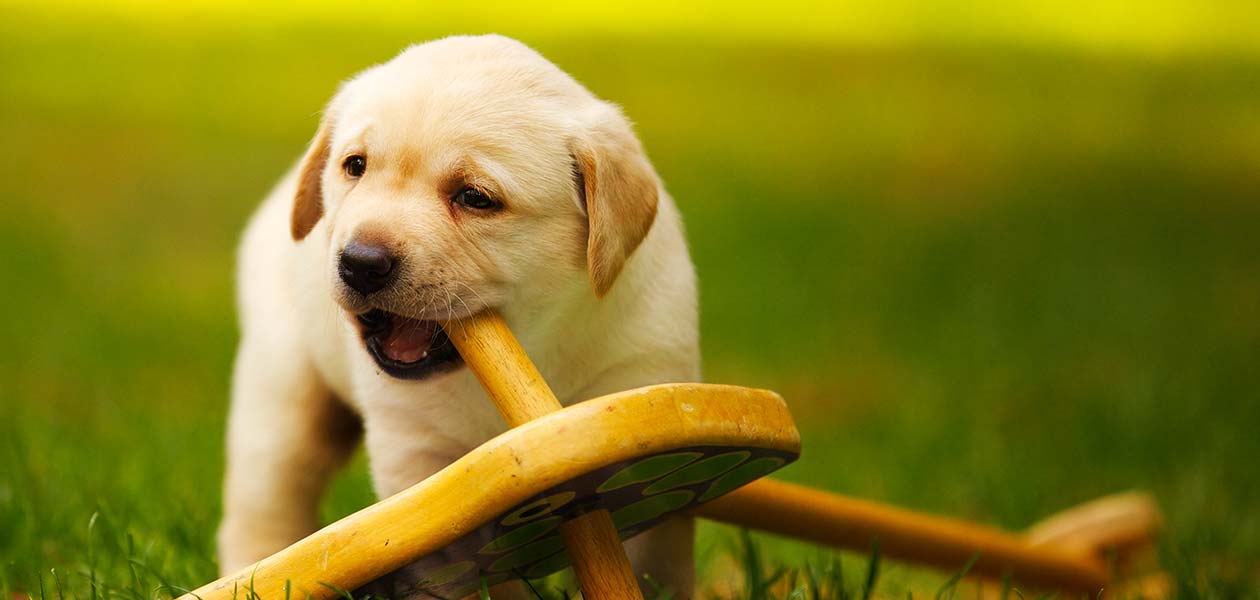 puppy chewing on wood furniture