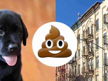 Potty training a puppy in an apartment