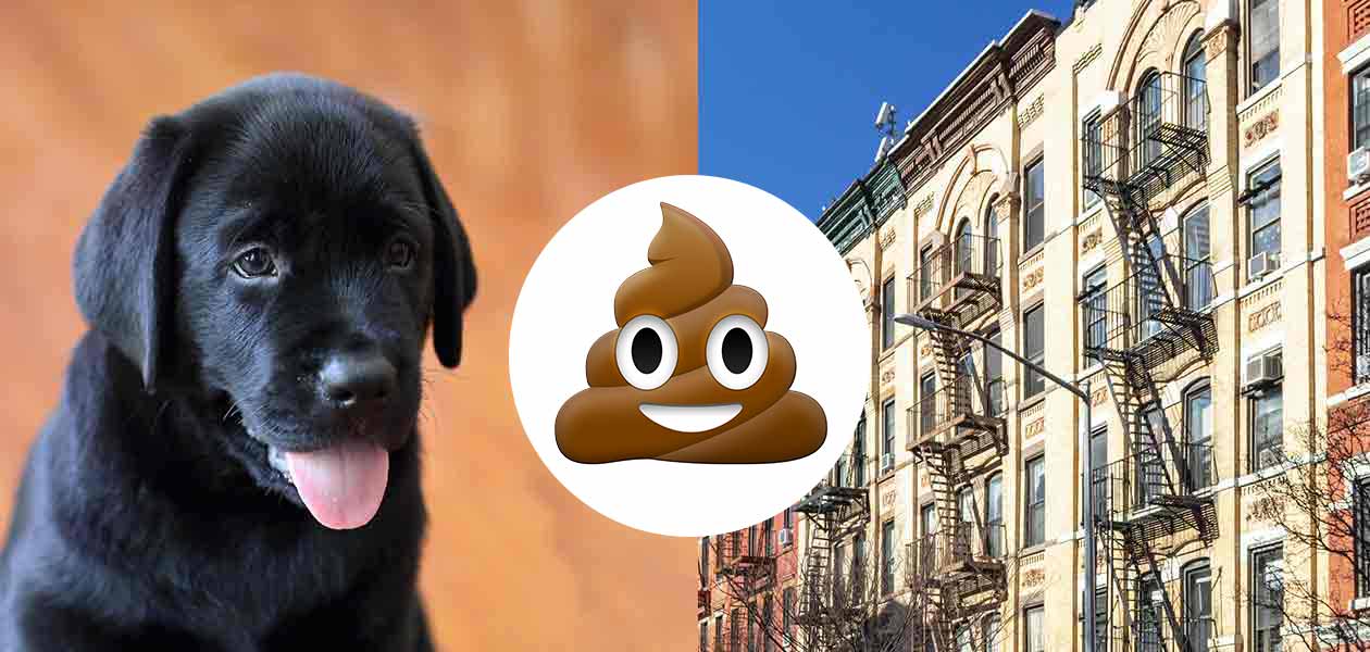 Potty Training A Puppy In An Apartment Made Easy