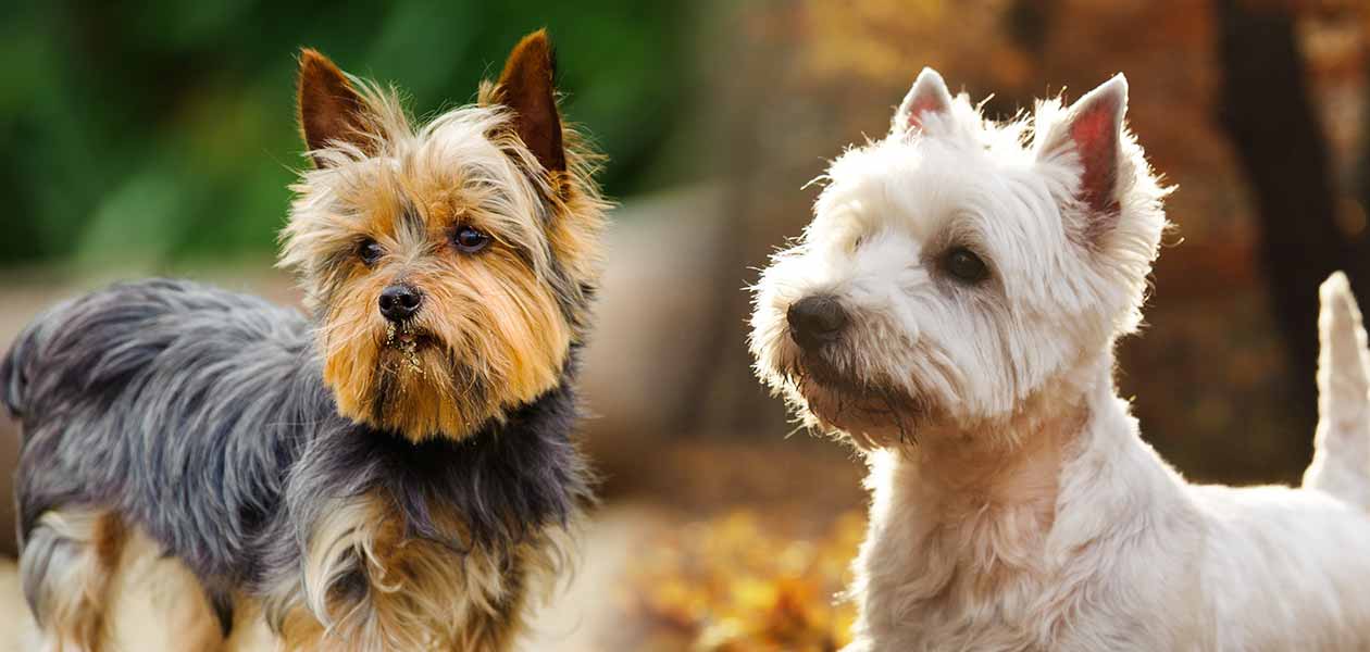 Westie mixed on sale with yorkie