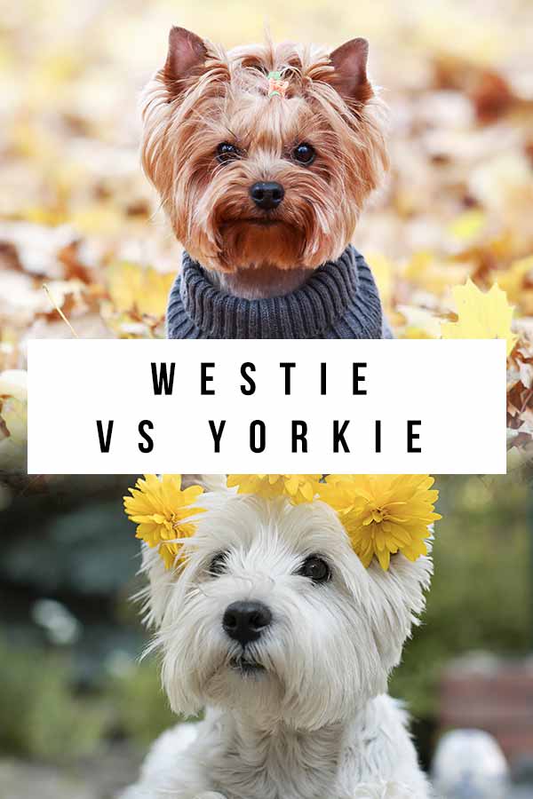 westie vs yorkie