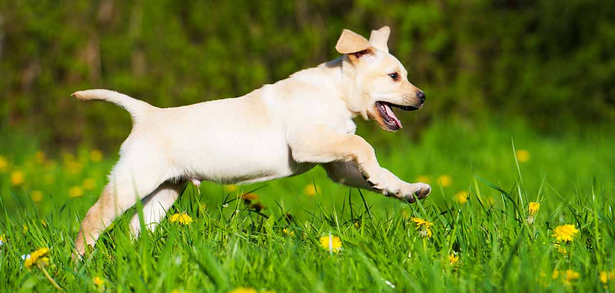 How old puppy walk on outlet leash