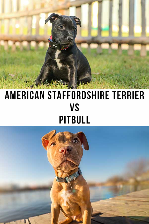 American Staffordshire Terrier Vs Pitbull Which Is Right
