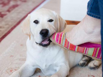lab puppy chewing a shoe