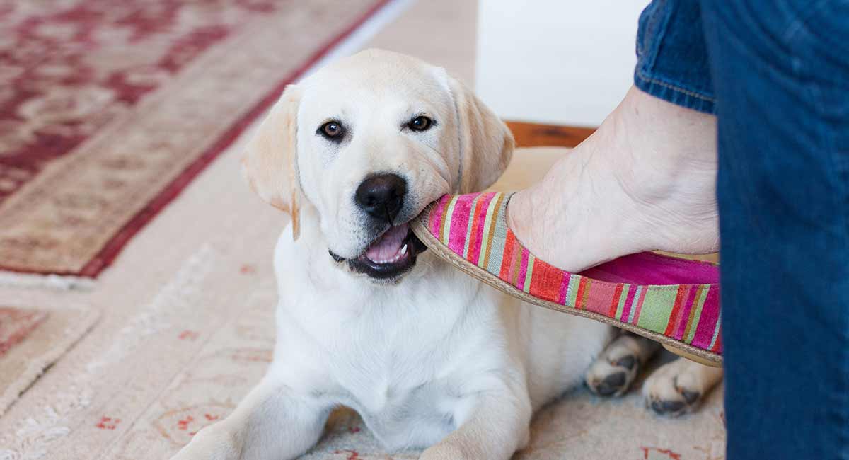 lab puppy chewing a shoe