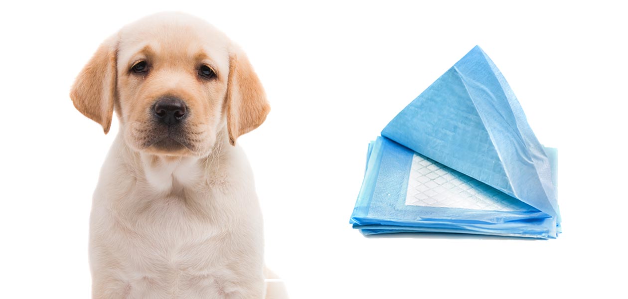 Alternatives To Puppy Pads That You Won T Want To Miss