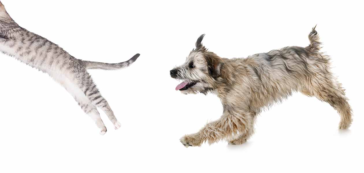 high five dog and cat