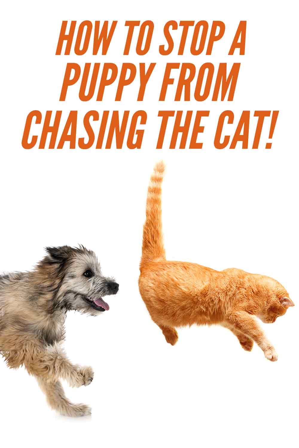 how to stop a puppy from chasing the cat