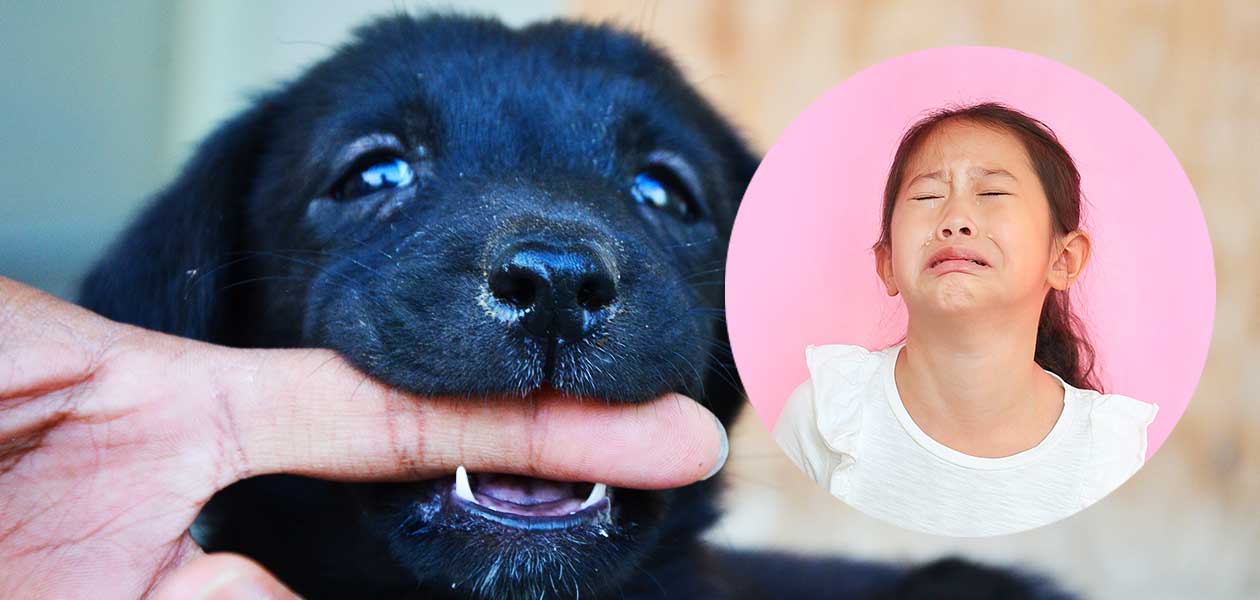 labrador puppy biting kids finger
