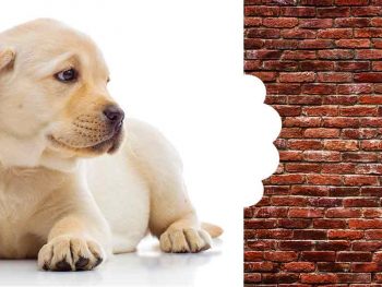 puppy chewing corners of walls