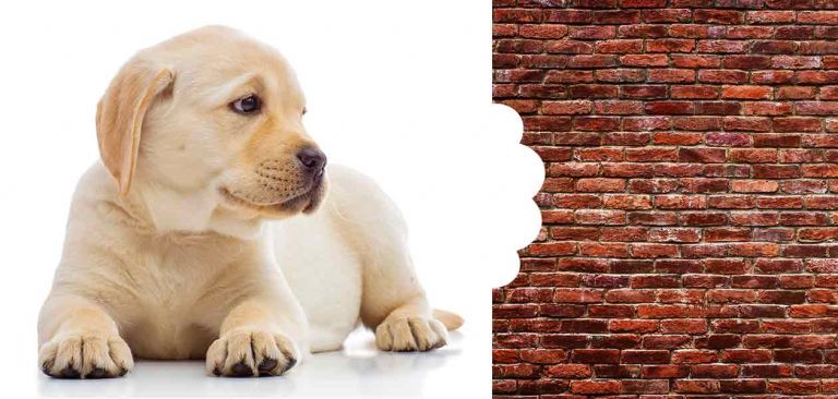 How to Stop a Puppy Chewing The Corners of Walls