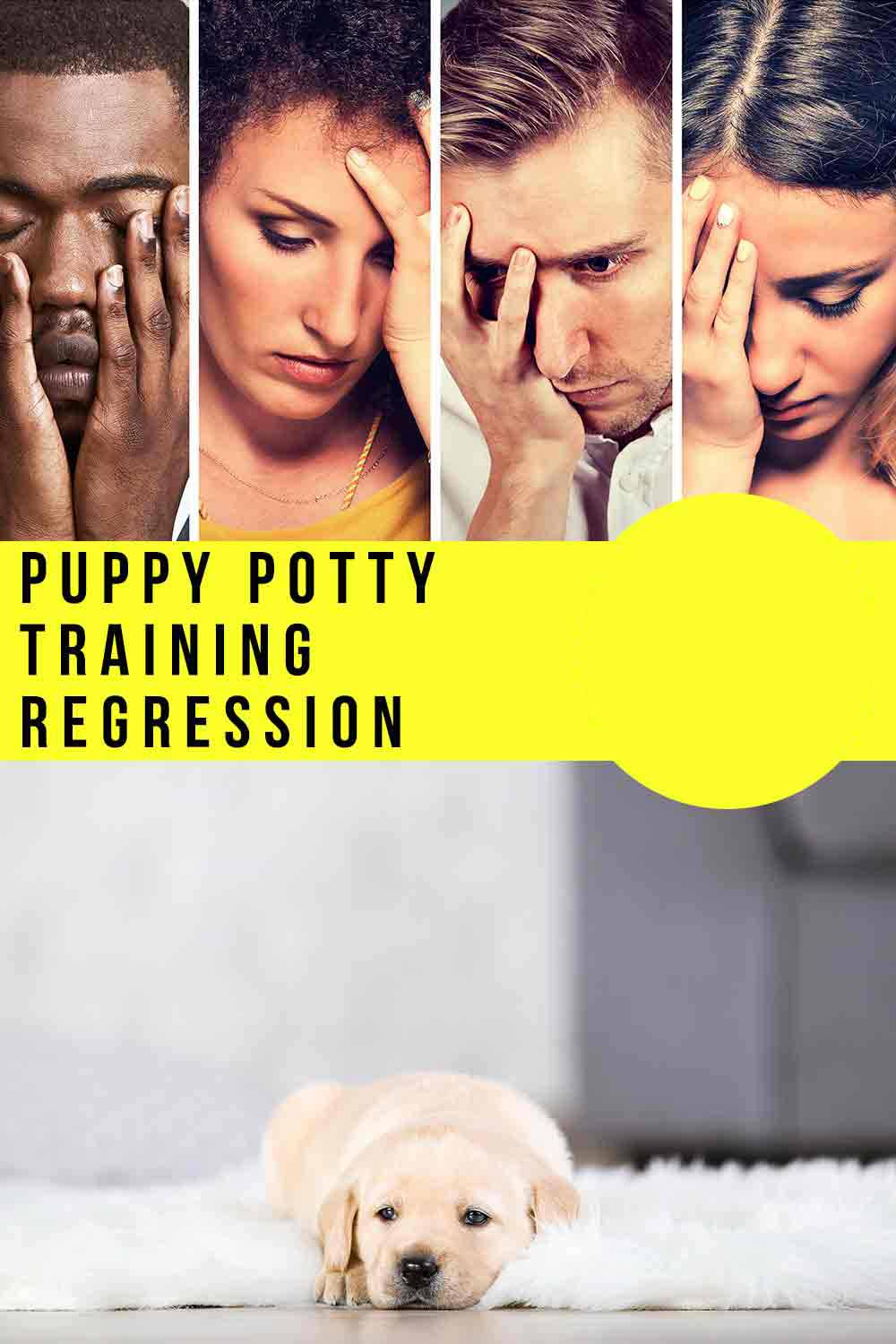 puppy potty training regression