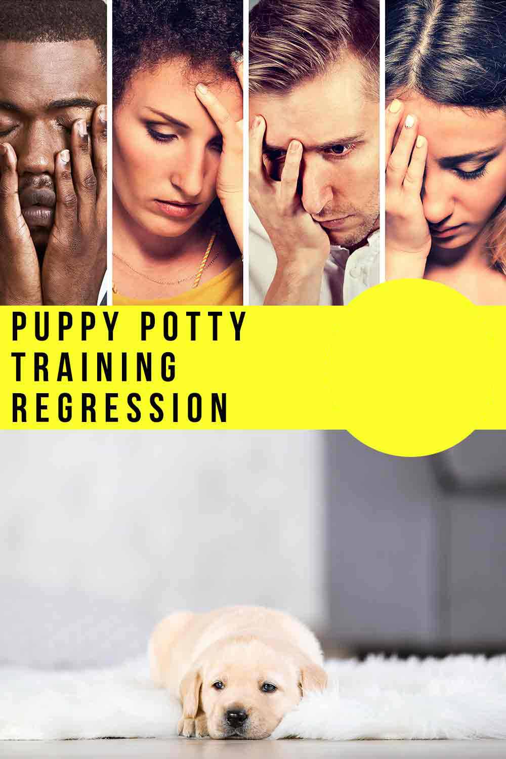 Why Is My Puppy Regressing On Potty Training Why Is My Puppy Regressing On Potty Training