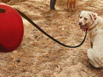 labrador on retractable leash
