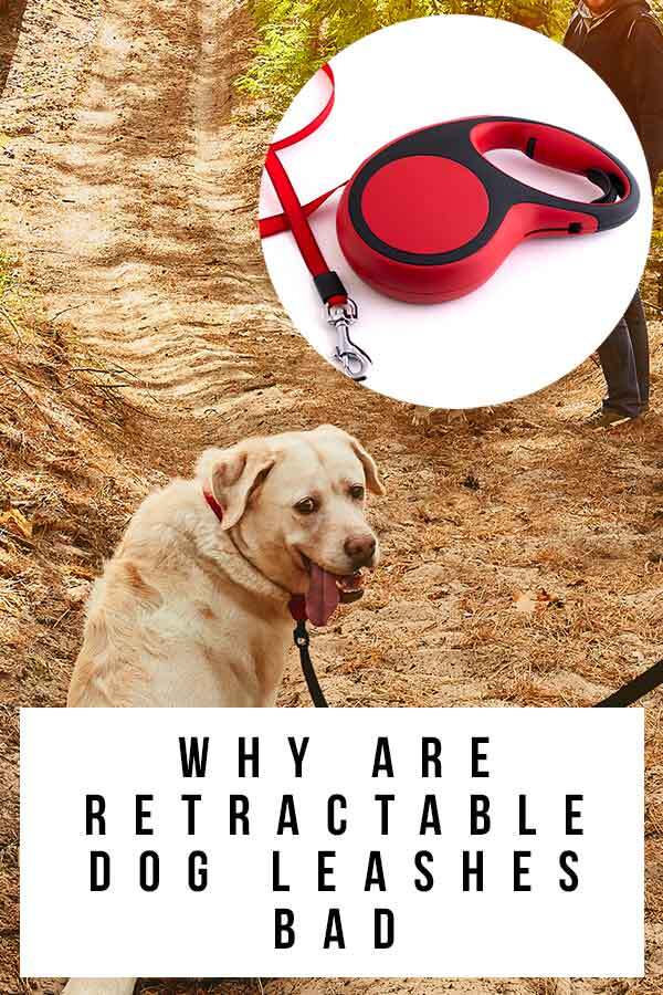 why are retractable leashes bad for dogs