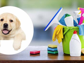 how to clean puppy pee on tile