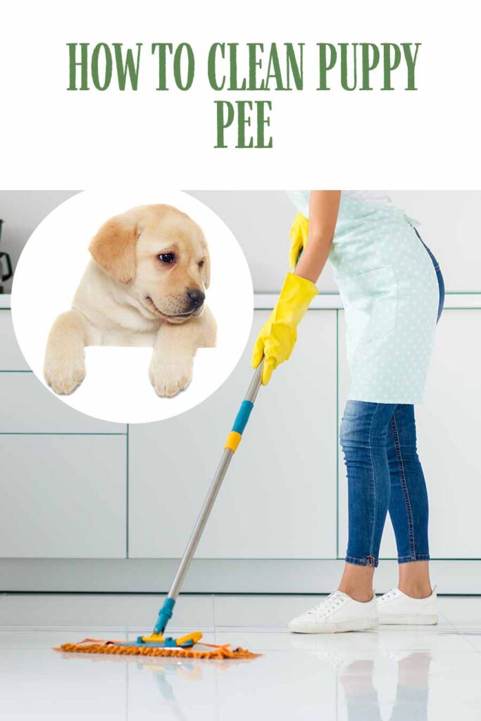 how to clean puppy pee on tile