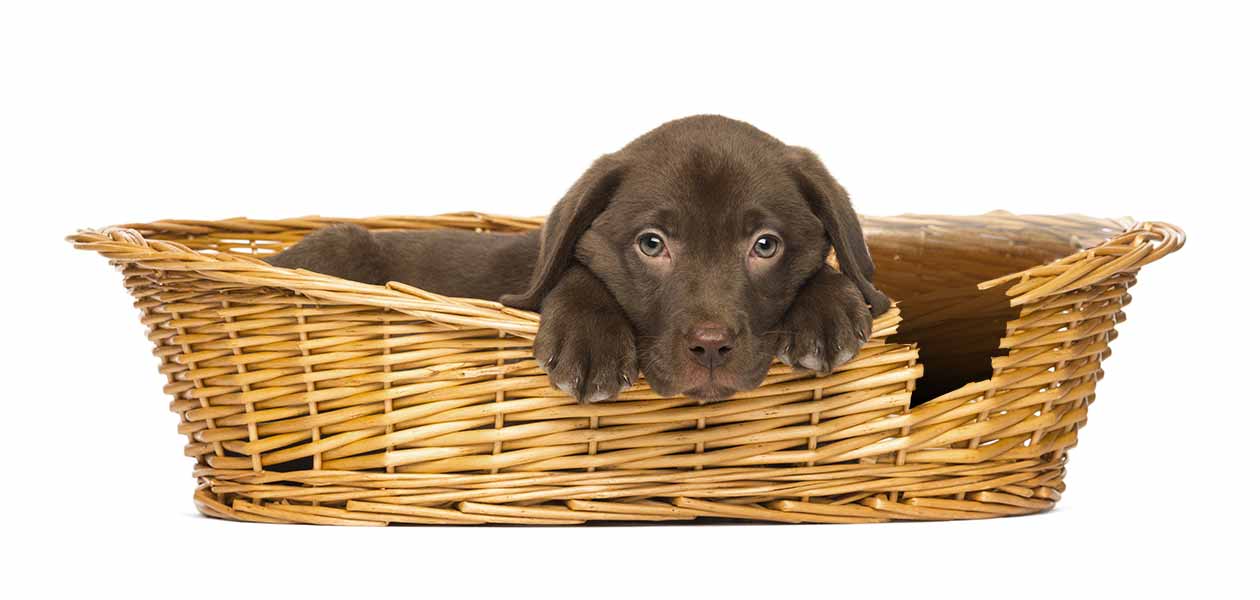 How to keep a dog from chewing his outlet bed