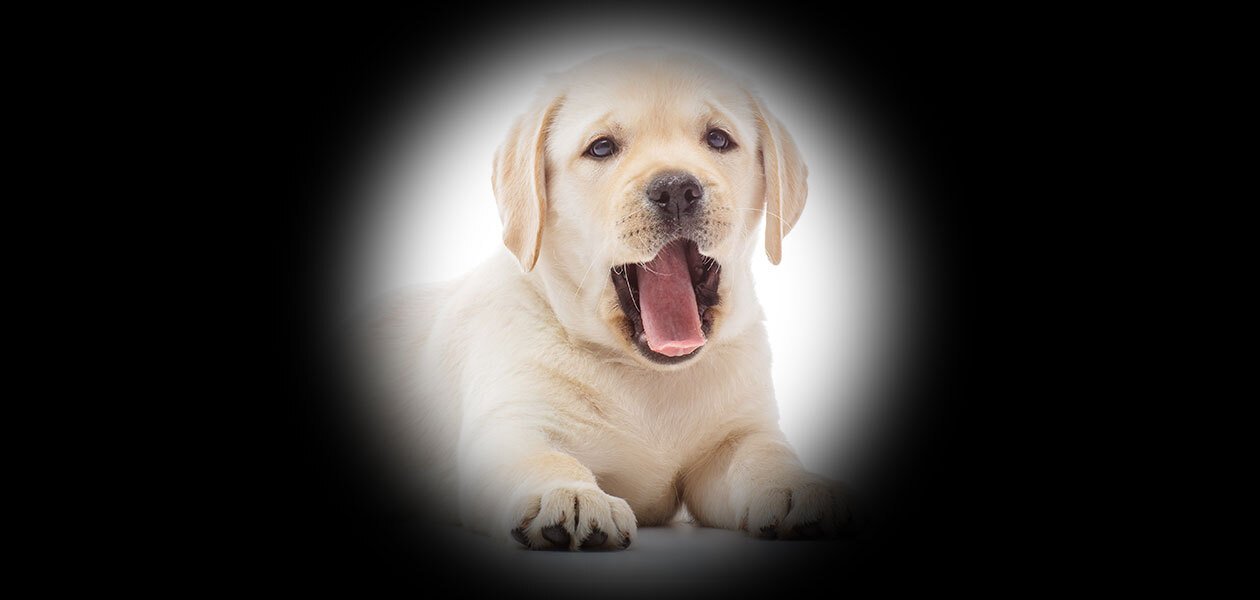 labrador puppy in the dark