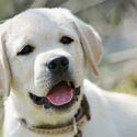 pale yellow labrador puppy