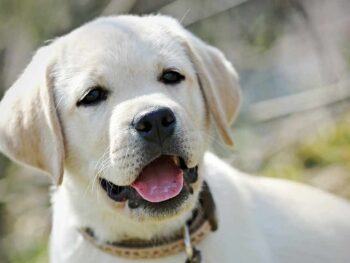 pale yellow labrador puppy