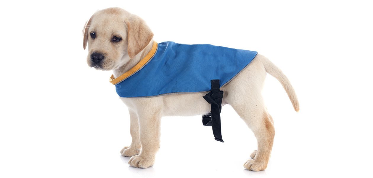 large dog jackets near me