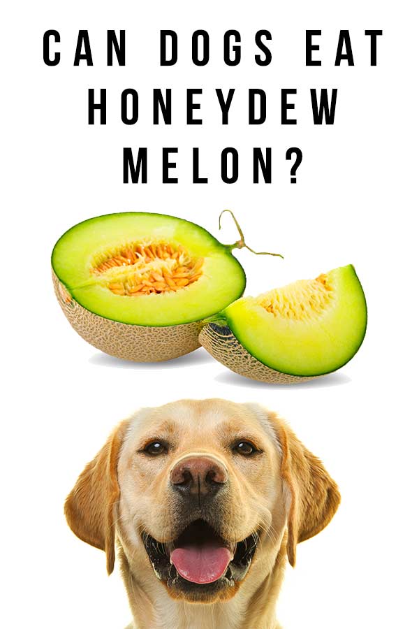 is cantaloupe bad for dogs to eat