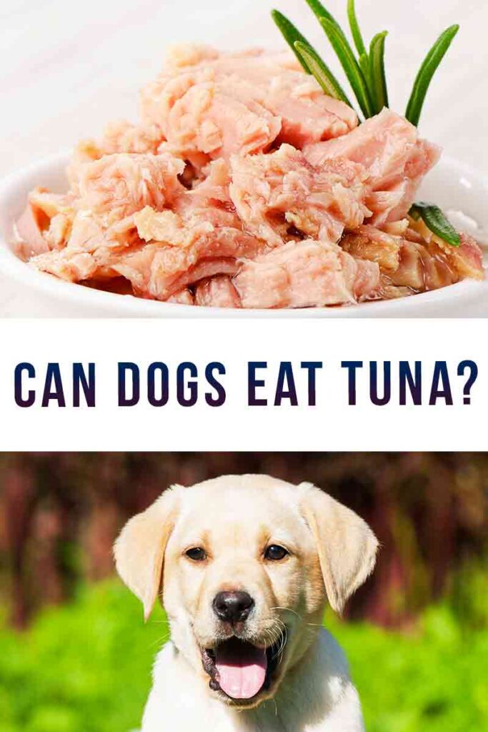 Can Dogs Eat Tuna The Risks and Benefits of Feeding Fish