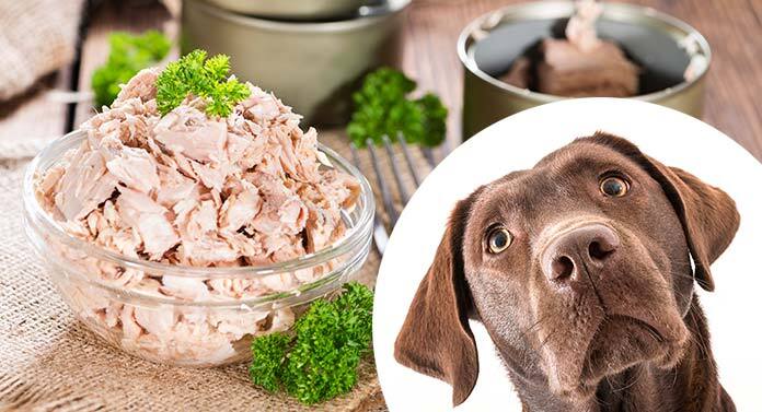 tuna good for dogs to eat