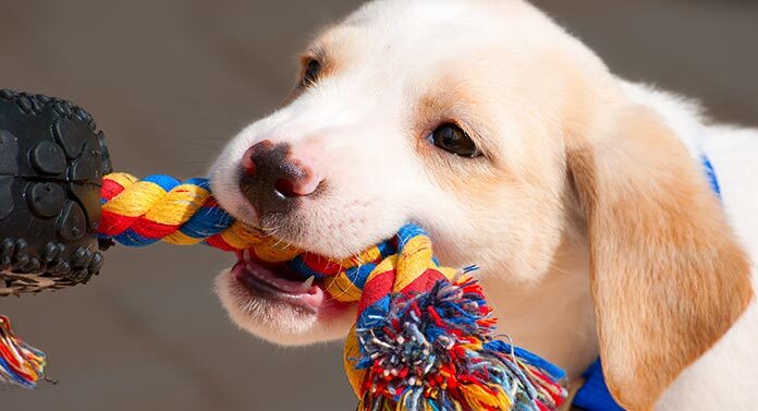 strong tug toys for dogs