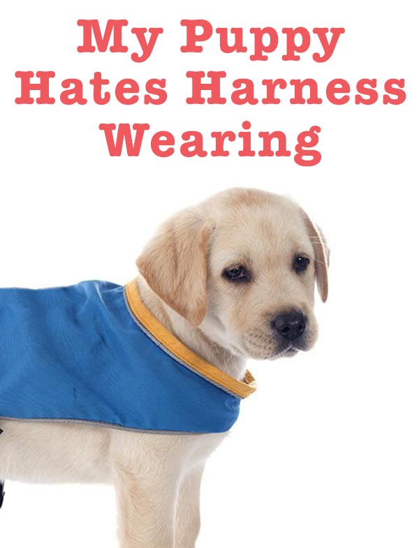 Dog best sale hates harness