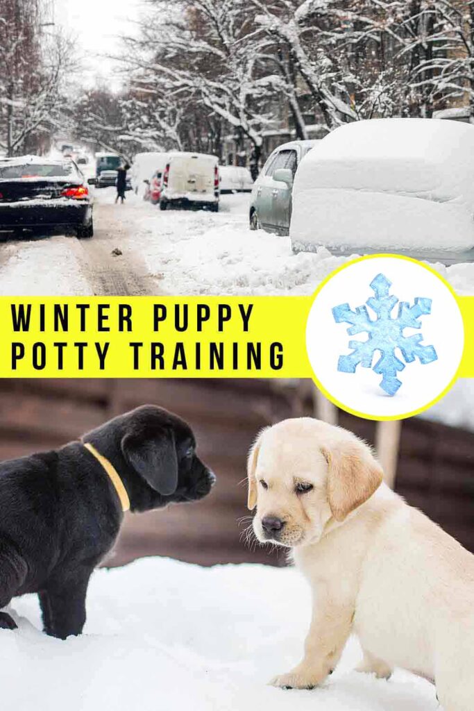 How to potty train store a puppy in the winter