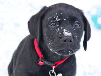 winter puppy potty training