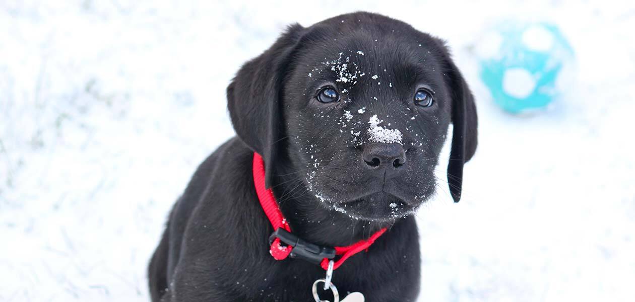 potty training a puppy in winter