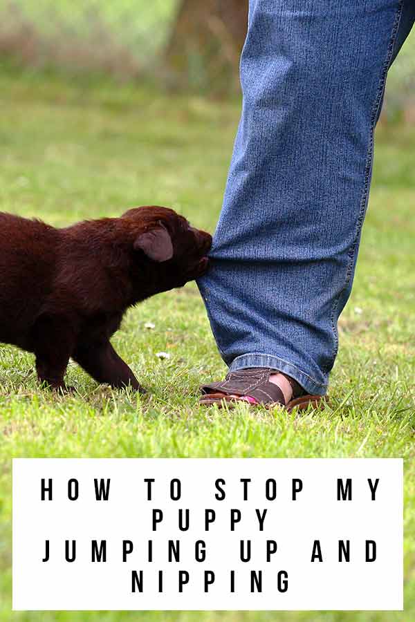 How To Stop My Puppy Jumping Up And Nipping