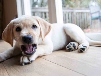 teaching a puppy bite inhibition
