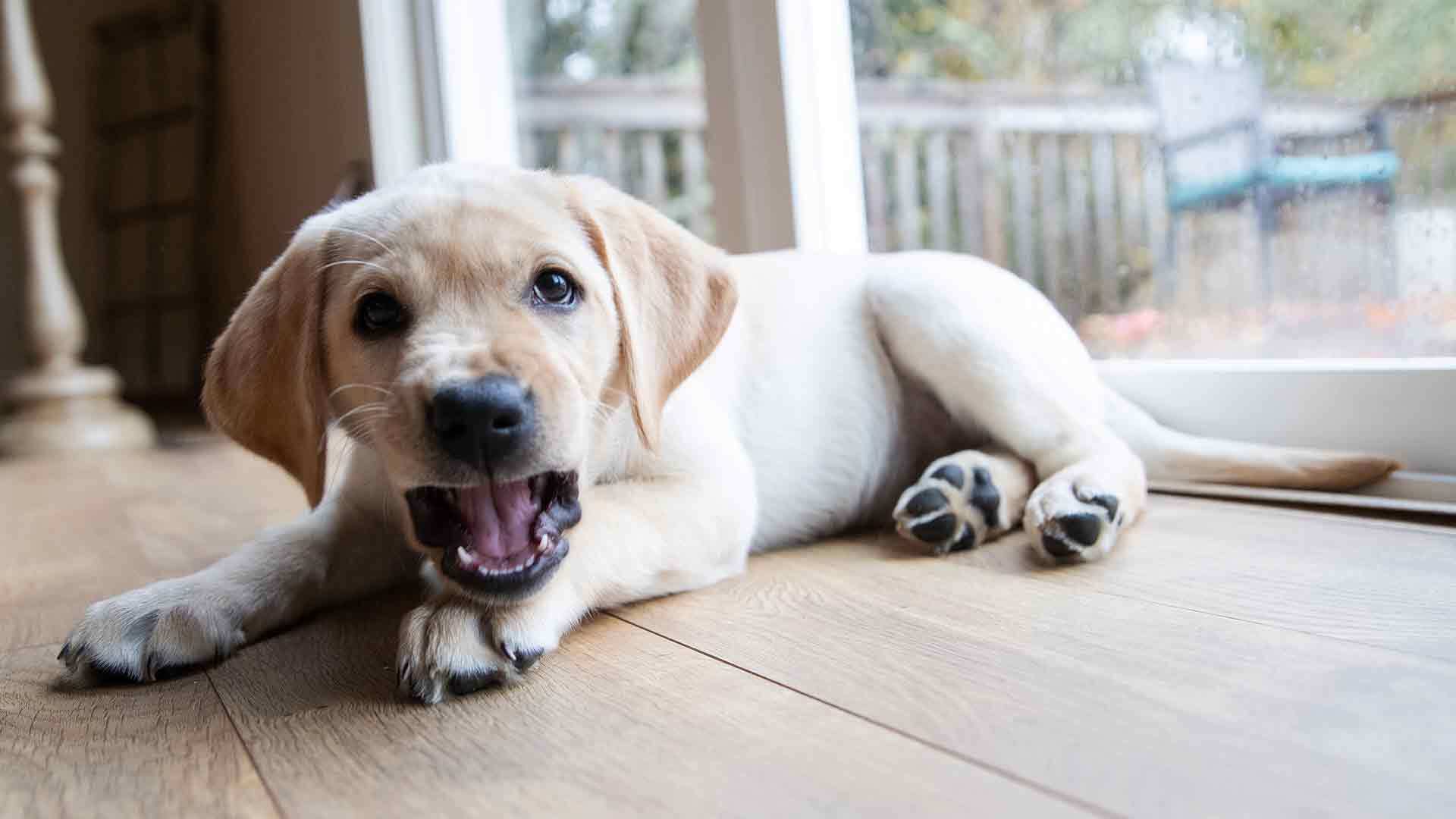 how long do puppies bite and teeth