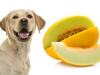 labrador and honeydew