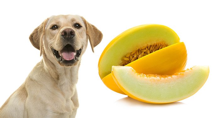 Can Dogs Eat Honeydew Melon Or Is It Best Left Off The Menu