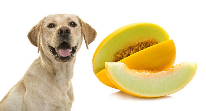 muskmelon good for dogs