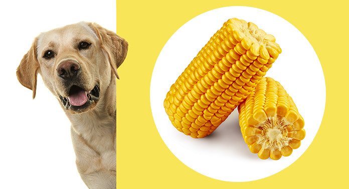 do dogs digest corn