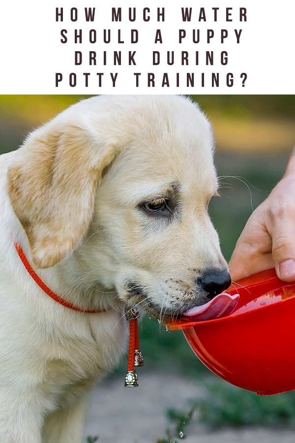 how much water do i give my puppy when potty training