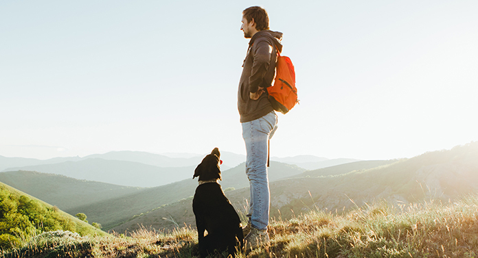 labrador on a hill