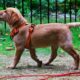 long leash dog training