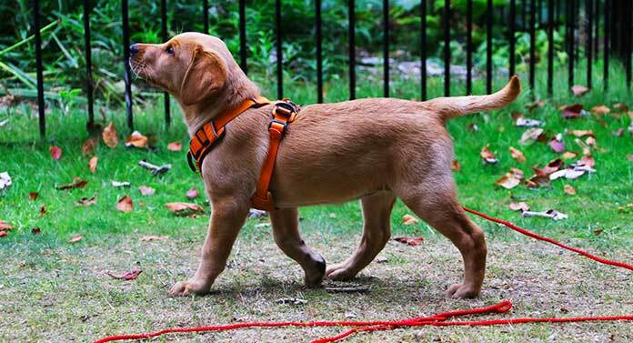 long leash dog training