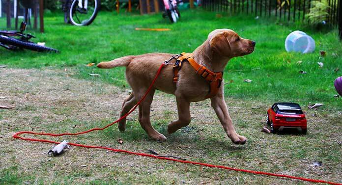 long line for dog training