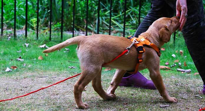 how to train your dog to take treats gently