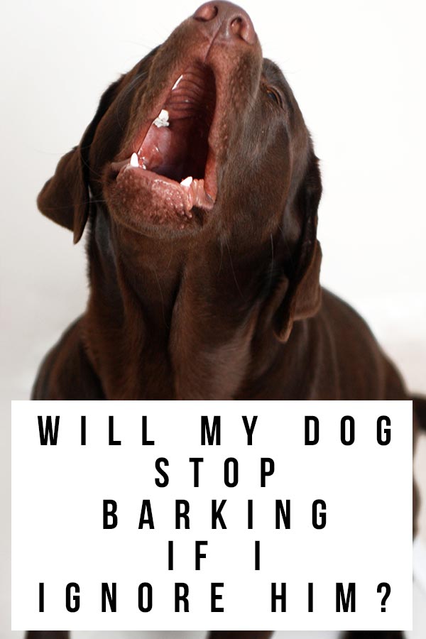 should you ignore barking dog